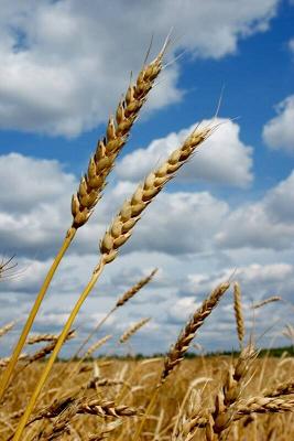 Beschrijving: Beschrijving: Beschrijving: Beschrijving: tarwe